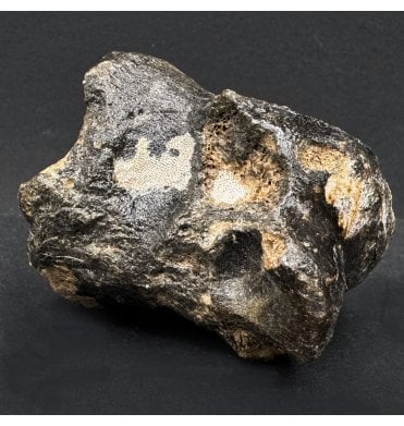 Ice Age Primitive Fossil Horse Toe from the North Sea (SKU V7555):- Equus caballus