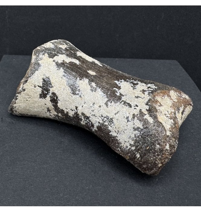 Ice Age Primitive Fossil Horse Toe from the North Sea (SKU V7573):- Equus caballus