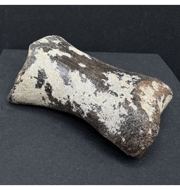 Ice Age Primitive Fossil Horse Toe from the North Sea (SKU V7573):- Equus caballus