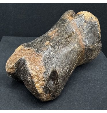 Ice Age Primitive Fossil Horse Toe from the North Sea (SKU V7574):- Equus caballus