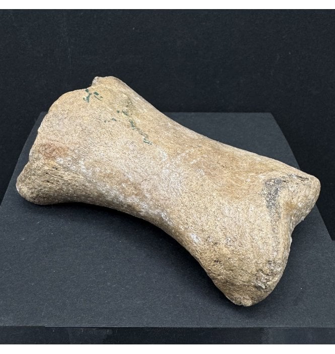Ice Age Primitive Fossil Horse Toe from the North Sea (SKU V7575):- Equus caballus