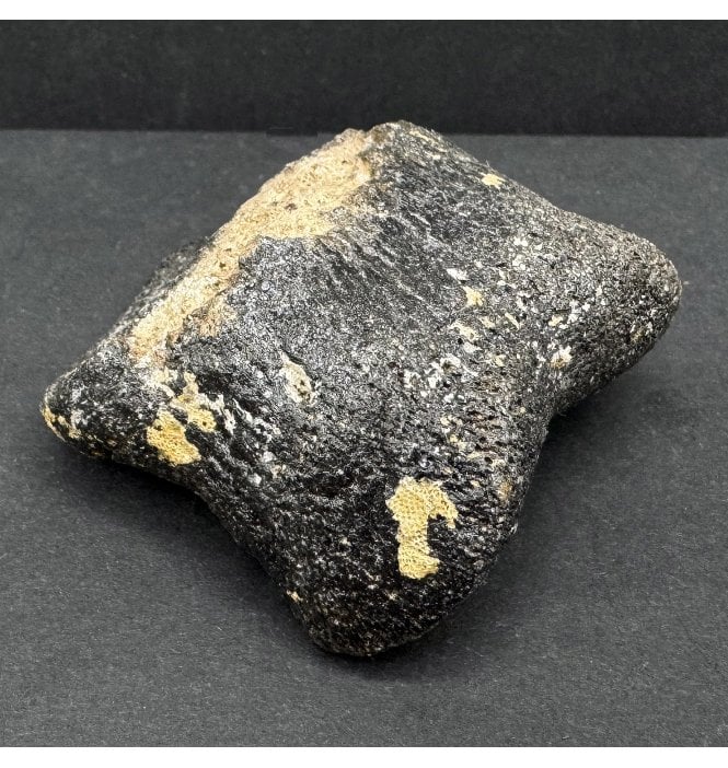 Ice Age Primitive Fossil Horse Toe from the North Sea (SKU V7579):- Equus caballus