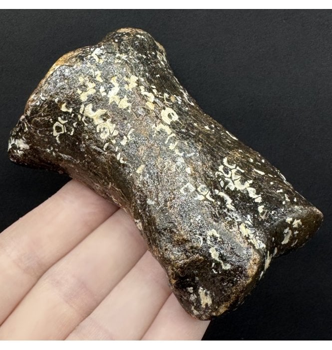 Ice Age Primitive Fossil Horse Toe from the North Sea (SKU V8886):- Equus caballus