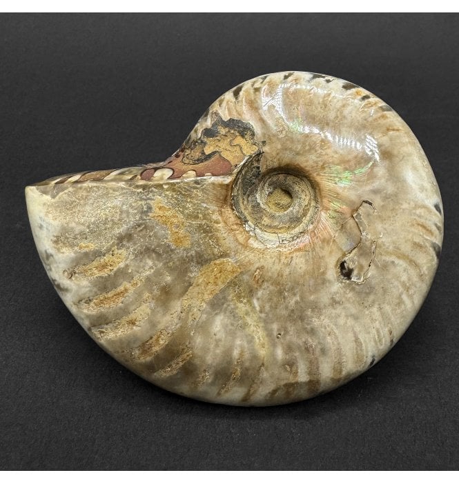 Iridescent Cretaceous Ammonite from Madagascar (SKU A5069):- Cleoniceras (Aioloceras) besairiei