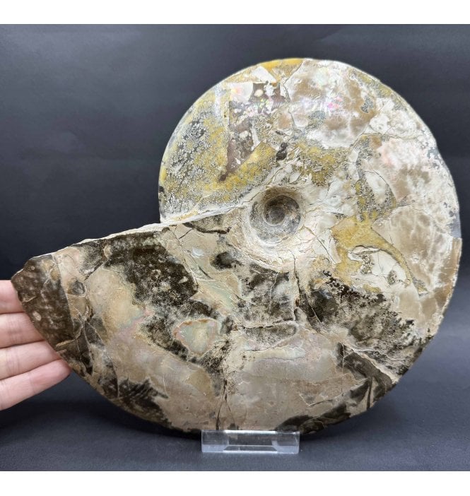 Iridescent Cretaceous Ammonite from South Dakota, USA  (A4281):- Placenticeras cf. meeki