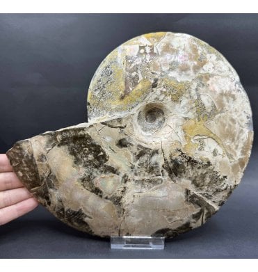 Iridescent Cretaceous Ammonite from South Dakota, USA  (A4281):- Placenticeras cf. meeki