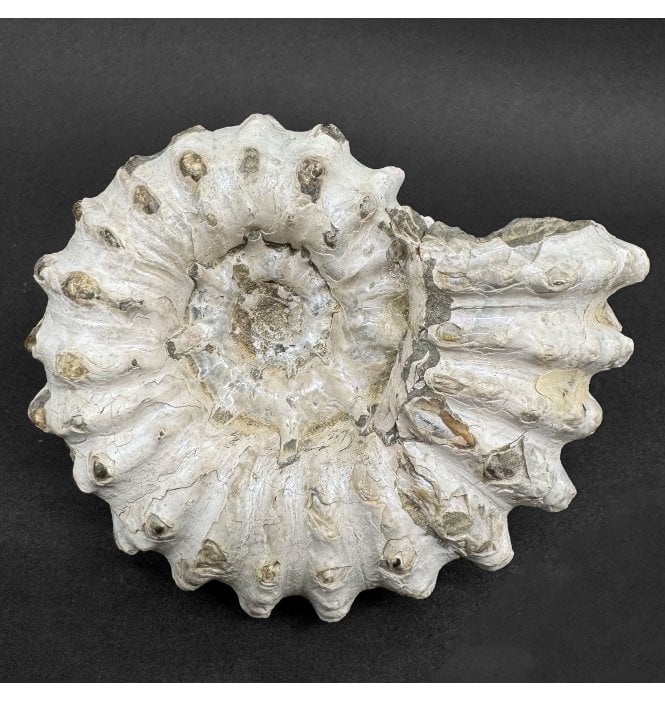 Iridescent Cretaceous Ammonite from Tulear, Madagascar (SKU A4529):- Douvilleiceras orbignyi