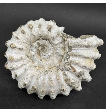 Iridescent Cretaceous Ammonite from Tulear, Madagascar (SKU A4529):- Douvilleiceras orbignyi