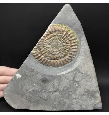 Iridescent Lower Lias, Lower Jurassic Ammonite from North Somerset, England (SKU A5018):- Caloceras johnstoni