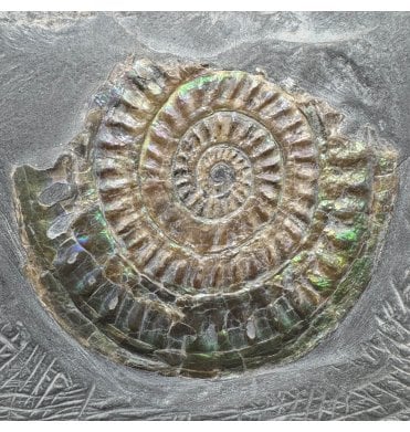 Iridescent Lower Lias, Lower Jurassic Ammonite from North Somerset, England (SKU A5063):- Caloceras johnstoni