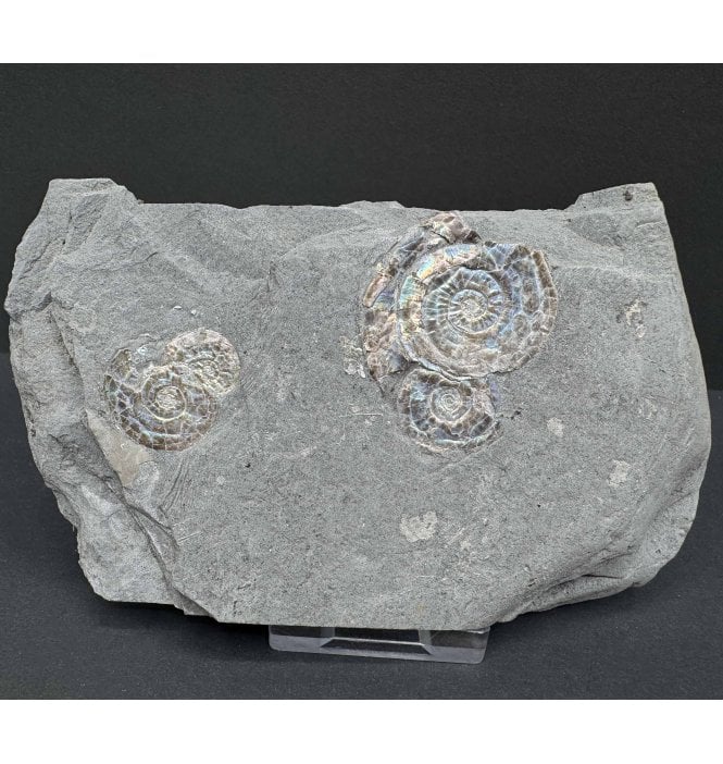 Iridescent Lower Lias, Lower Jurassic Ammonite from North Somerset (SKU A4031):- Psiloceras planorbis