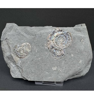 Iridescent Lower Lias, Lower Jurassic Ammonite from North Somerset (SKU A4031):- Psiloceras planorbis