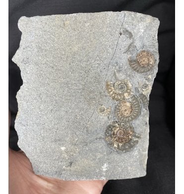 Jurassic Ammonite Cluster from Charmouth, Dorset, England (SKU A1617):- Promicroceras planicosta and Xipheroceras dudriesieri