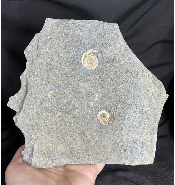 Jurassic Ammonite Cluster from Charmouth, Dorset, England (SKU A1620):- Promicroceras planicosta