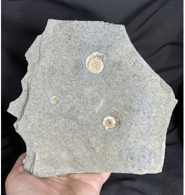 Jurassic Ammonite Cluster from Charmouth, Dorset, England (SKU A1620):- Promicroceras planicosta