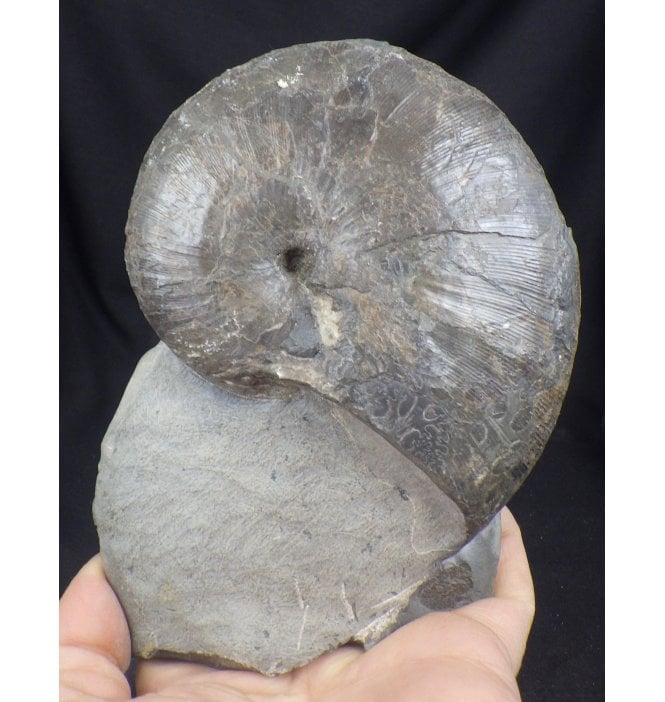 Jurassic Ammonite from Whitby, North Yorkshire, England (SKU A1180):- Phylloceras heterophyllum