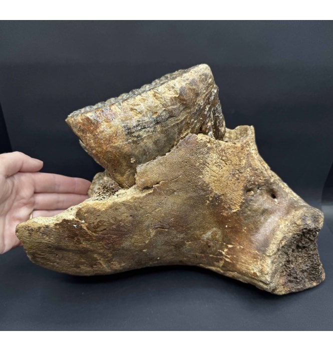Juvenile/Baby Woolly Mammoth Jaw with Tooth from the North Sea (SKU V8020):- Mammuthus primigenius