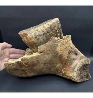 Juvenile/Baby Woolly Mammoth Jaw with Tooth from the North Sea (SKU V8020):- Mammuthus primigenius