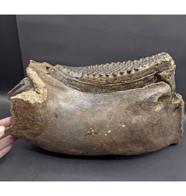Juvenile/Baby Woolly Mammoth Jaw with Tooth from the North Sea (SKU V8021):- Mammuthus primigenius