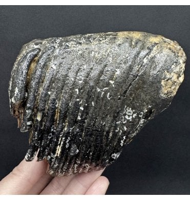 Juvenile/Baby Woolly Mammoth Tooth from the North Sea (SKU V7993):- Mammuthus primigenius
