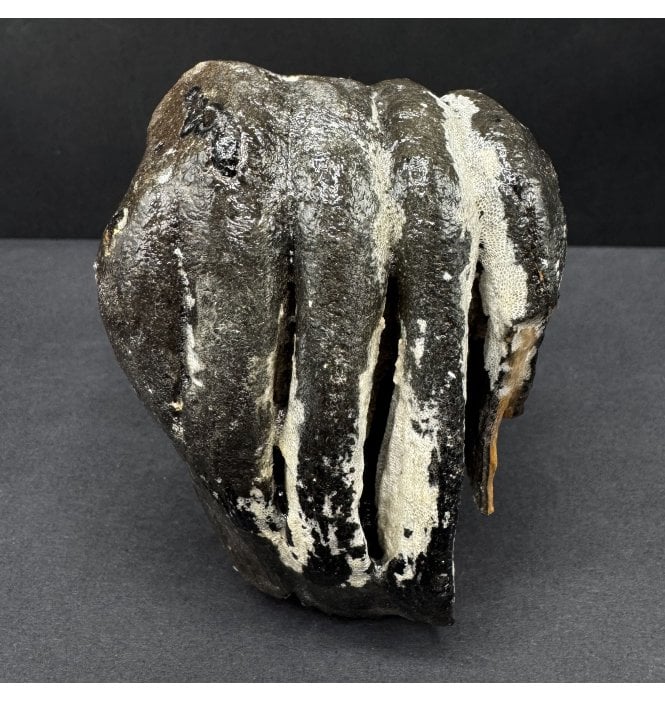 Juvenile/Baby Woolly Mammoth Tooth from the North Sea (SKU V8126):- Mammuthus primigenius