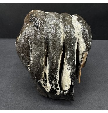 Juvenile/Baby Woolly Mammoth Tooth from the North Sea (SKU V8126):- Mammuthus primigenius