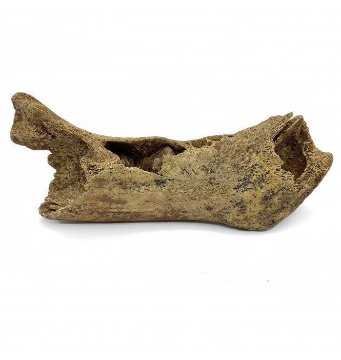 Juvenile Fossil Cave Bear Jaw from Pleistocene Period, Germany (SKU V5260):- Ursus spelaeus
