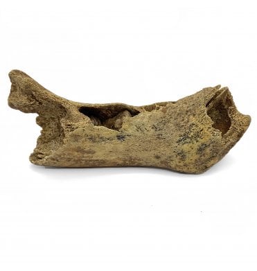 Juvenile Fossil Cave Bear Jaw from Pleistocene Period, Germany (SKU V5260):- Ursus spelaeus
