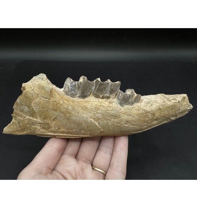 Juvenile Perissodactyl ‘Running Rhino’ Lower Right Jaw with Teeth from the Early Oligocene, South Dakota, USA (SKU V6174):- Hyracodon nebrascensis