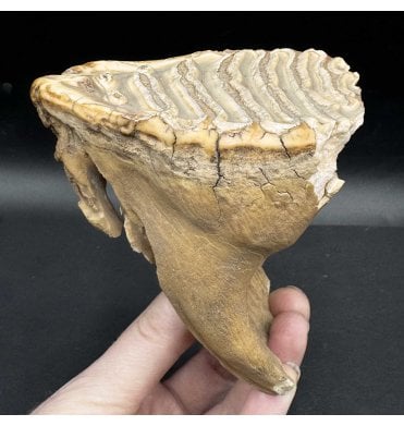 Juvenile Woolly Mammoth Tooth from Siberia, Russia (SKU V6664):- Mammuthus primigenius