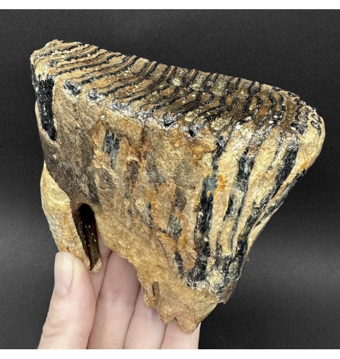Juvenile Woolly Mammoth Tooth from the North Sea (SKU V9232):- Mammuthus primigenius