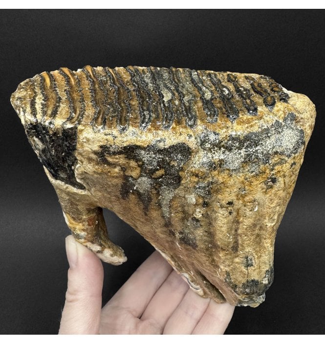 Juvenile Woolly Mammoth Tooth from the North Sea (SKU V9233):- Mammuthus primigenius