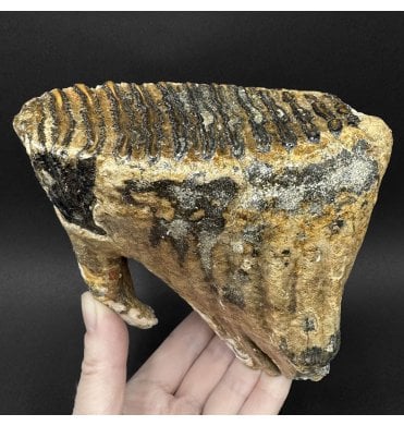 Juvenile Woolly Mammoth Tooth from the North Sea (SKU V9233):- Mammuthus primigenius