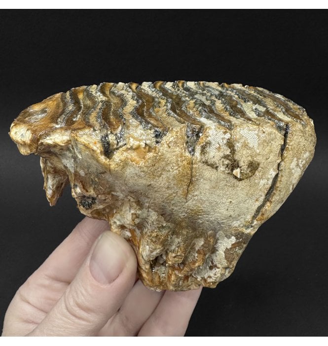 Juvenile Woolly Mammoth Tooth from the North Sea (SKU V9234):- Mammuthus primigenius
