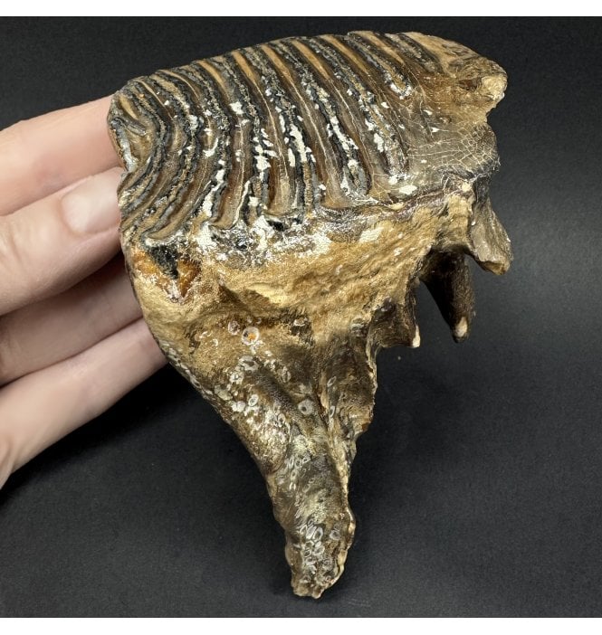 Juvenile Woolly Mammoth Tooth from the North Sea (SKU V9236):- Mammuthus primigenius