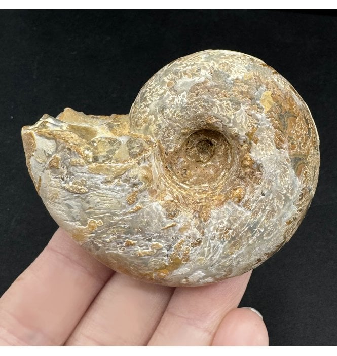 Kimmeridgian Middle Jurassic Ammonite from Madagascar (SKU A3465):- Aspidoceras sp.