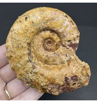 Kimmeridgian, Middle Jurassic Ammonite from Madagascar (SKU A4154):- Euaspidoceras cf. oegir