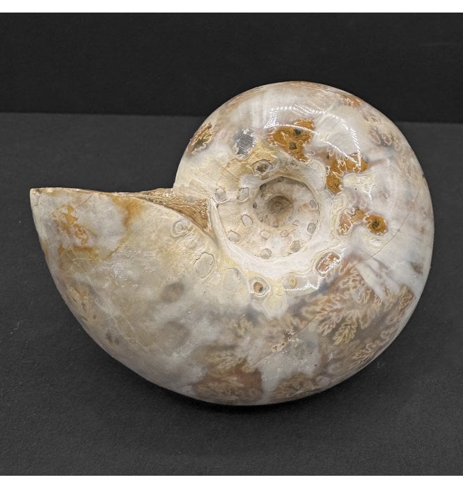 Kimmeridgian Middle Jurassic Ammonite from Madagascar (SKU A4629):- Aspidoceras sp.