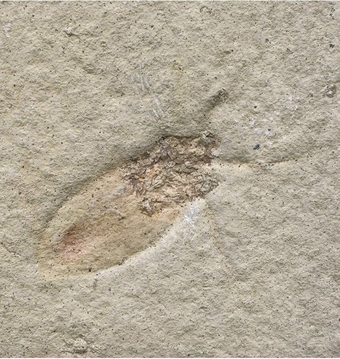 Kimmeridgian, Upper Jurassic Water Bug from Solnhofen, Germany (SKU OF2839):- Mesobelostomum deperditum