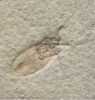 Kimmeridgian, Upper Jurassic Water Bug from Solnhofen, Germany (SKU OF2839):- Mesobelostomum deperditum