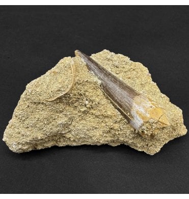 Large 1.5 inch Cretaceous Plesiosaurus Tooth from Morocco (SKU V8897):- Zarafasaura oceanis