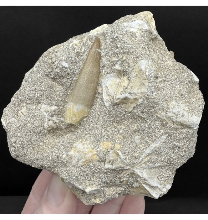 Large 1.75 inch Cretaceous Plesiosaurus Tooth from Morocco (SKU V8900):- Zarafasaura oceanis
