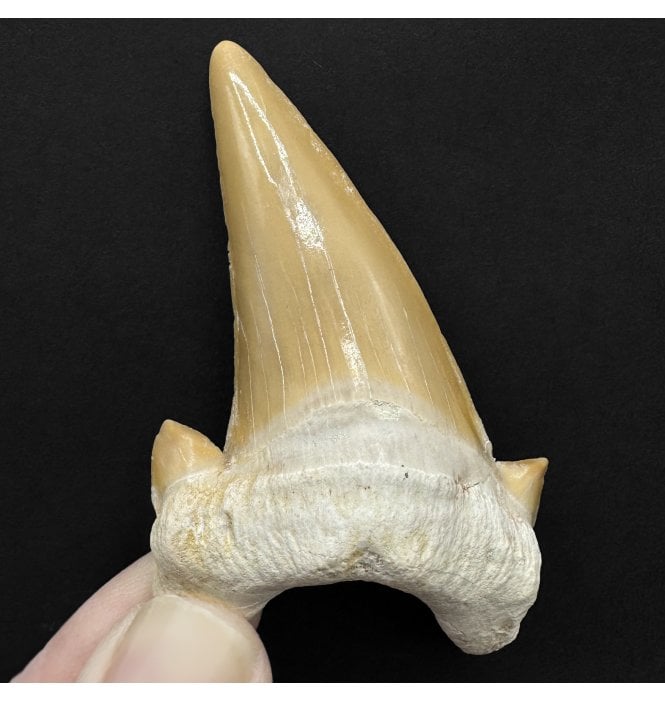 Large 2.75 Inch Eocene Shark Tooth from Morocco (SKU V8893):- Otodus obliquus