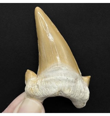 Large 2.75 Inch Eocene Shark Tooth from Morocco (SKU V8893):- Otodus obliquus