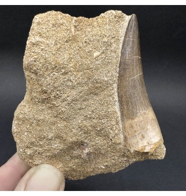 Large 2 inch Cretaceous Plesiosaurus Tooth from Morocco (SKU V7949):- Zarafasaura oceanis