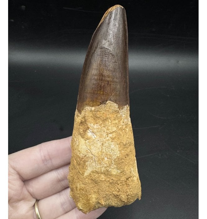 Large 5 Inch Cretaceous Theropod (Spinosaurid) Dinosaur Tooth from Morocco (SKU V6725):- Spinosaurus cf. aegypticus