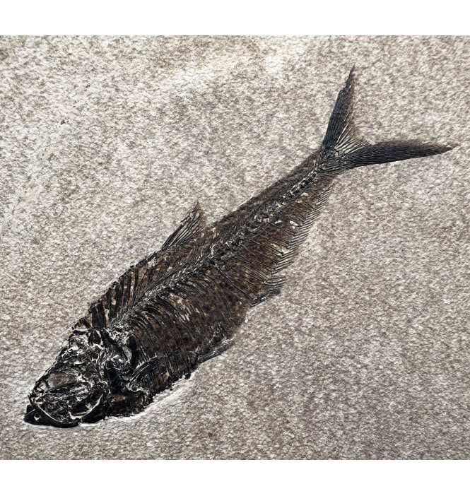 Large 9 Inch Eocene Fossil Fish from Wyoming, USA (SKU V6439):- Diplomystus denatus