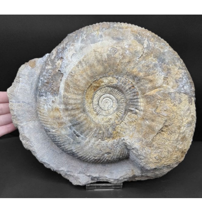 Large British Bajocian, Middle Jurassic Ammonite from Burton Bradstock, Dorset, England (SKU A4616):- Parkinsonia (Durotrigensia) Dorsetensis