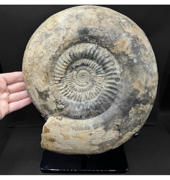 Large British Bajocian, Middle Jurassic Ammonite from Burton Bradstock, Dorset, England (SKU A5061):- Parkinsonia (Durotrigensia) Dorsetensis