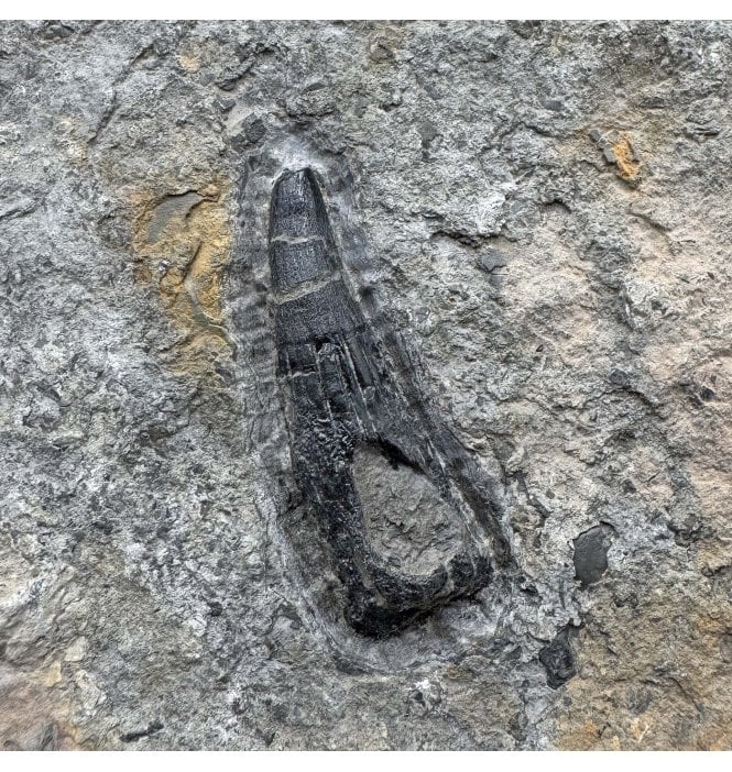Large British Late Triassic Ichthyosaurus Tooth from Aust Cliff, North Somerset, England (SKU V7966):- Ichthyosaurus communis